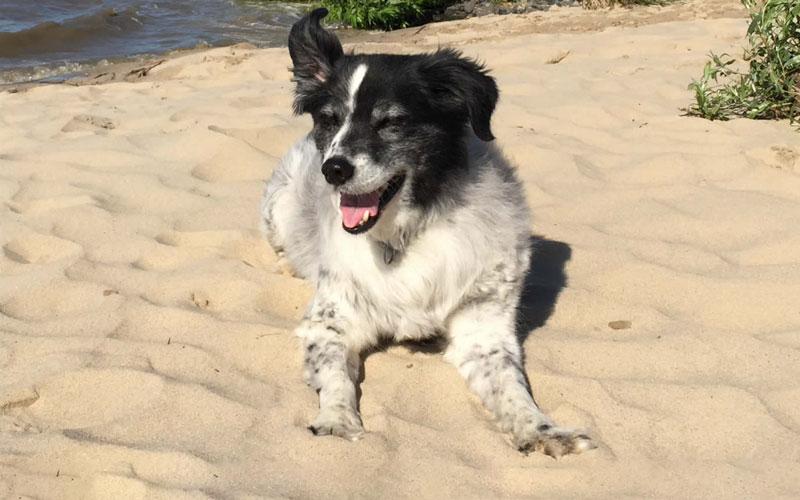 Urlaub mit Hund am Strand im Elbstrand Resort